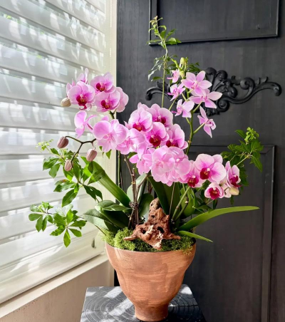 小众送妈妈的花有哪些花