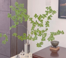 小众送妈妈的花有哪些花