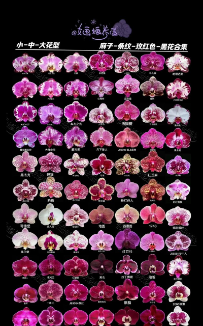 小众送妈妈的花有哪些花