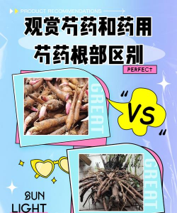 怎么区分真假芍药根块