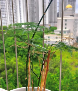 小众送妈妈的花有哪些花