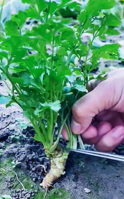 小众送妈妈的花有哪些花