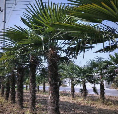 棕树下面种什么