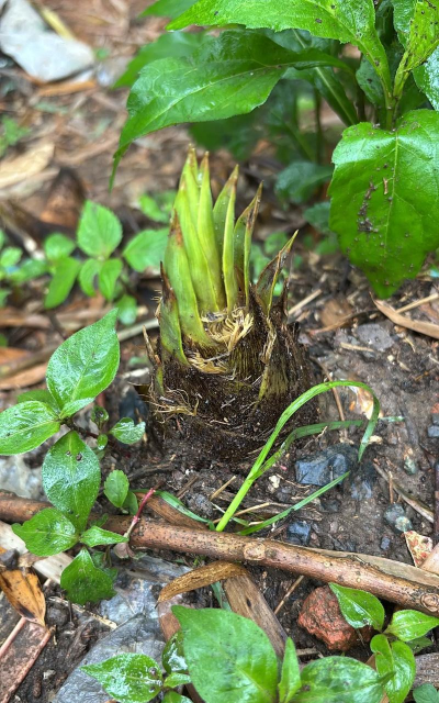 下雨天竹笋怎么种植好