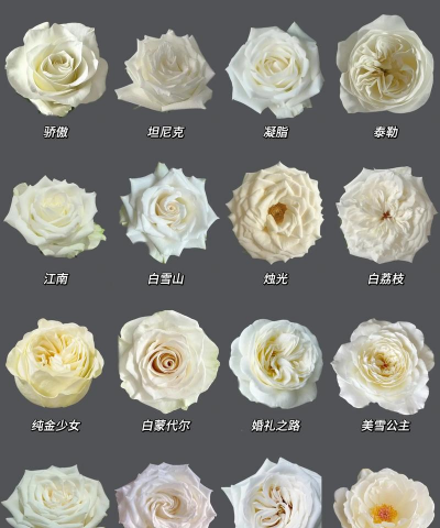 小众送妈妈的花有哪些花