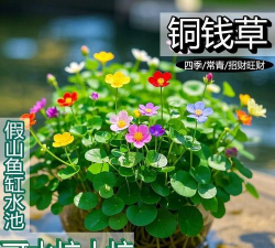 小众送妈妈的花有哪些花