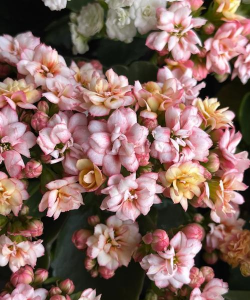 小众送妈妈的花有哪些花