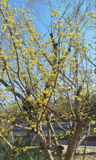 小众送妈妈的花有哪些花