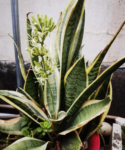 金边虎皮兰开花吗