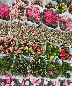 小众送妈妈的花有哪些花