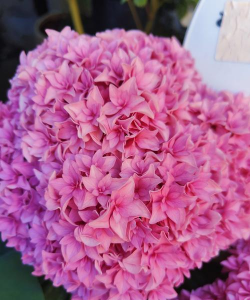 小众送妈妈的花有哪些花