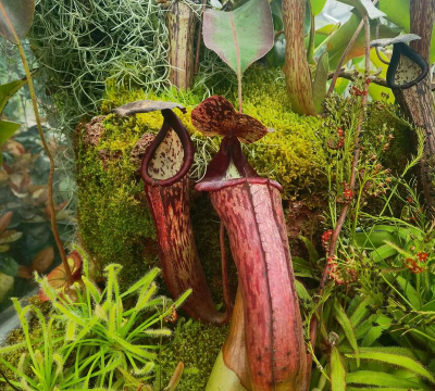 小众送妈妈的花有哪些花