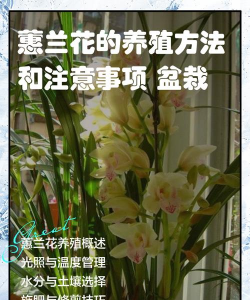 小众送妈妈的花有哪些花