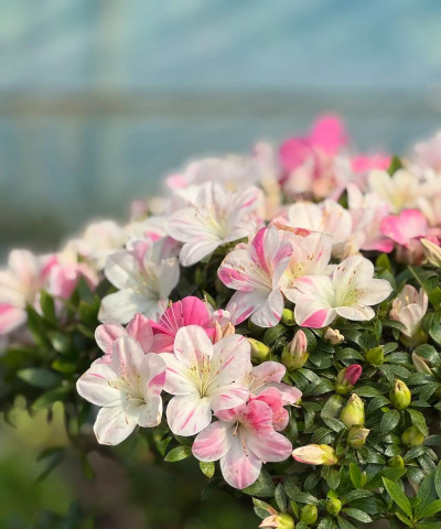 小众送妈妈的花有哪些花