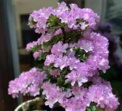 小众送妈妈的花有哪些花