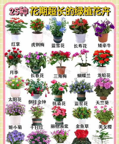 小众送妈妈的花有哪些花