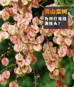 小众送妈妈的花有哪些花