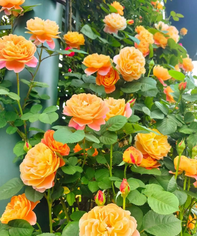 小众送妈妈的花有哪些花