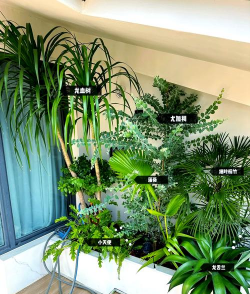 小众送妈妈的花有哪些花