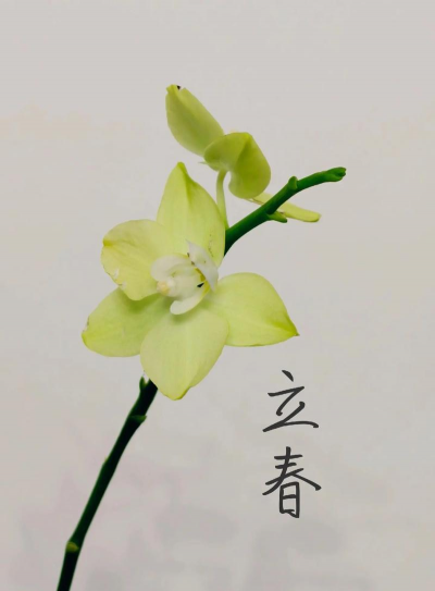 小众送妈妈的花有哪些花