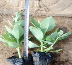 小众送妈妈的花有哪些花