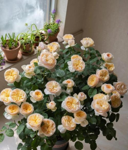 小众送妈妈的花有哪些花