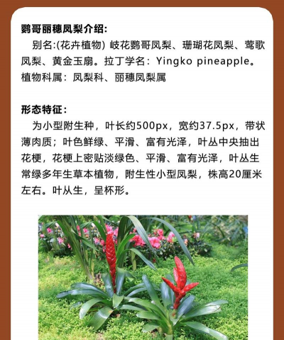 小众送妈妈的花有哪些花