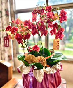 春节开花的有哪些花盆栽