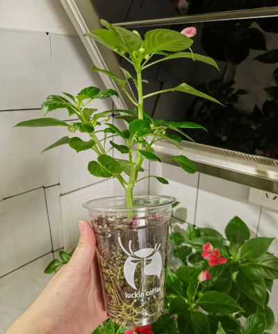 小众送妈妈的花有哪些花