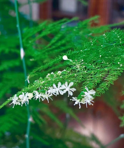 小众送妈妈的花有哪些花