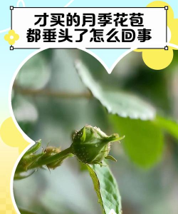 小众送妈妈的花有哪些花