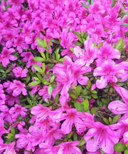 小众送妈妈的花有哪些花