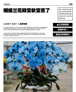 小众送妈妈的花有哪些花