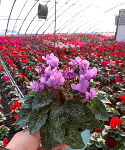 小众送妈妈的花有哪些花