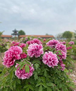 小众送妈妈的花有哪些花