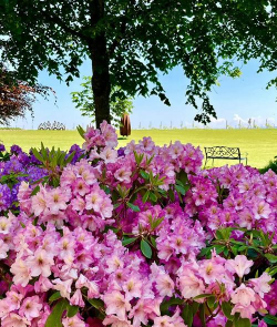 小众送妈妈的花有哪些花