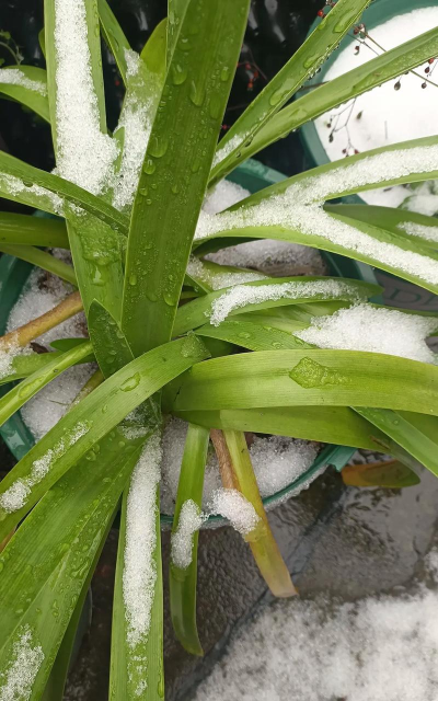 小众送妈妈的花有哪些花