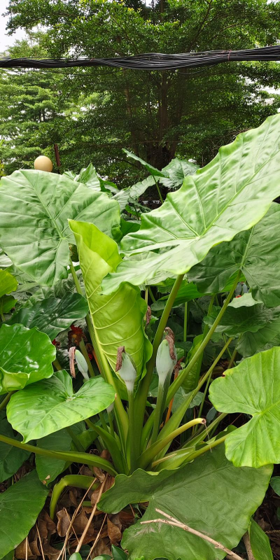 小众送妈妈的花有哪些花