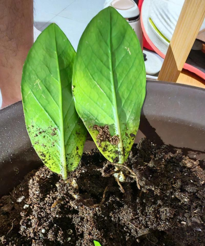 小众送妈妈的花有哪些花