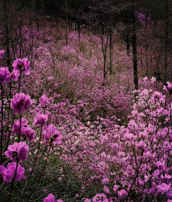 小众送妈妈的花有哪些花