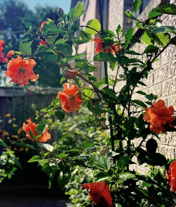 小众送妈妈的花有哪些花