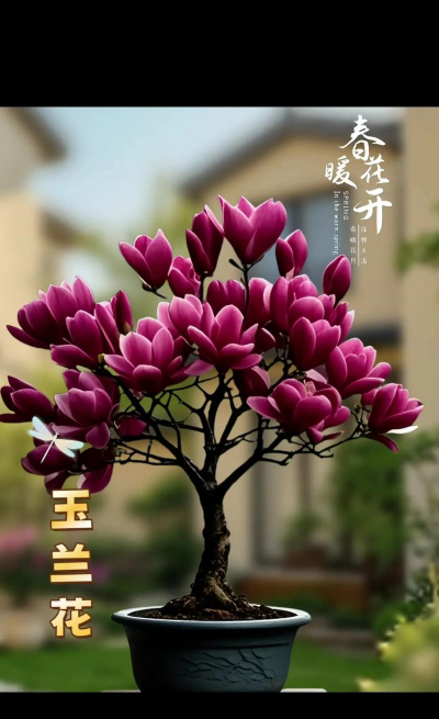 小众送妈妈的花有哪些花