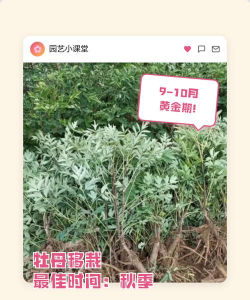 小众送妈妈的花有哪些花