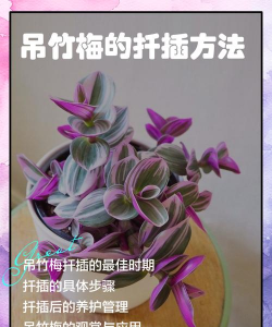小众送妈妈的花有哪些花