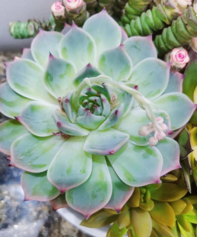 小众送妈妈的花有哪些花