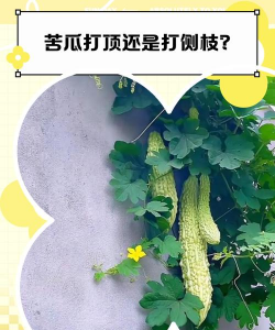 苦瓜要打顶吗