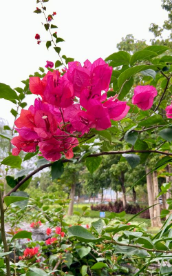 小众送妈妈的花有哪些花