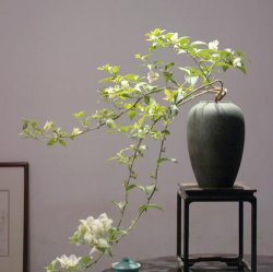 小众送妈妈的花有哪些花