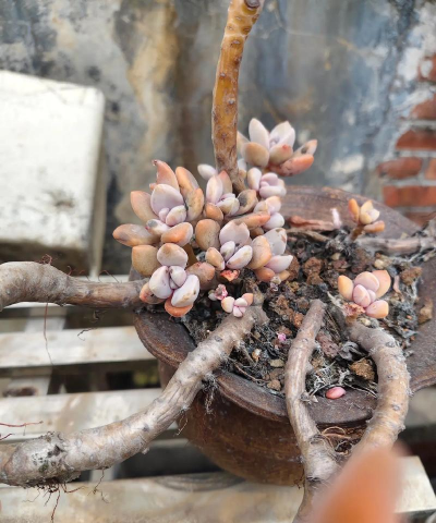 小众送妈妈的花有哪些花