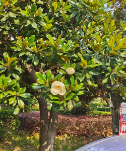 小众送妈妈的花有哪些花